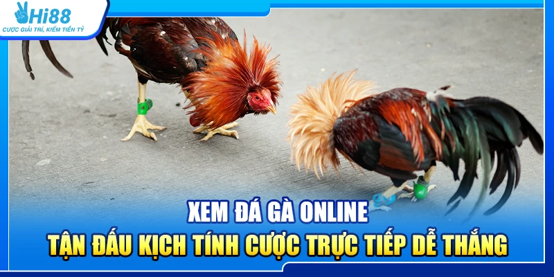 37.xem da ga online – tan dau kich tinh cuoc truc tiep de thang 2